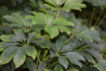 close up of green leaves