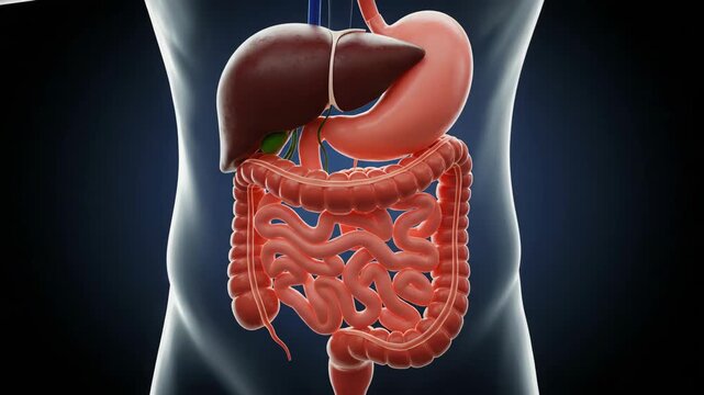 Detailed Illustration of Human Digestive System Anatomy and Organs