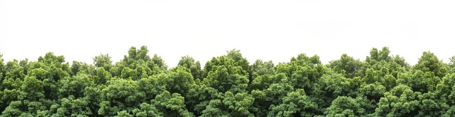 The isolated lush green forest is visible on the horizon, featuring a mix of deciduous and coniferous trees set against a natural backdrop and stretching across a wide area