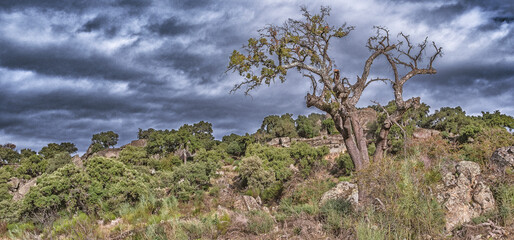 Protected Landscape Monte Valcorchero y Sierra del Gordo, UICN, Plasencia, Cáceres, Extremadura, Spain, Europe