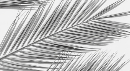 Obraz premium Monochrome palm tree leaf pattern casting dramatic shadows on white background, modern minimalist botanical composition highlighting natural forms and textures