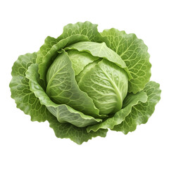 Vibrant cabbage head on black background