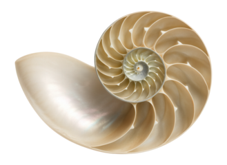Spiral nautilus shell with a pearly interior and distinct, segmented chambers