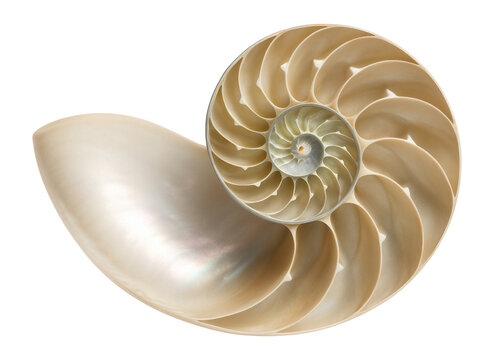 Spiral nautilus shell with a pearly interior and distinct, segmented chambers