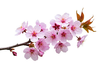 Cherry Blossom Branch Blooming
