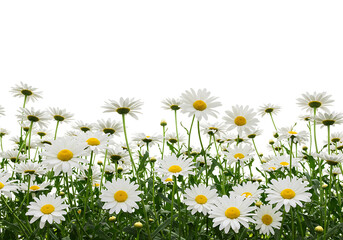 Field Of White Daisies