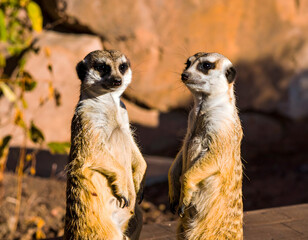 Fototapeta premium A charming eye-level close-up of a curious suricata (meerkat) standing alert, its expressive eyes and delicate features capturing the essence of its inquisitive nature.