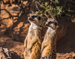 A charming eye-level close-up of a curious suricata (meerkat) standing alert, its expressive eyes and delicate features capturing the essence of its inquisitive nature.
