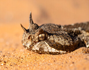 Naklejka premium A vivid macro portrait showcasing the unique horned features and detailed scales of the Cerastes cerastes (Horned Viper).