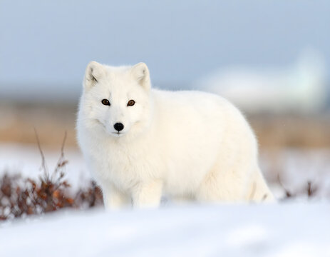 An incredibly detailed, close-up portrait of a polar fox, showcasing its thick white fur, piercing eyes, and alert expression in a snowy environment.