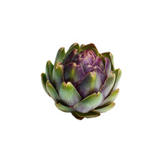 Fresh Artichoke isolated on a transparent background, in a PNG format