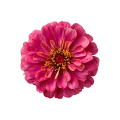 Fuchsia pink zinnia flower isolated on a transparent background, in a PNG format
