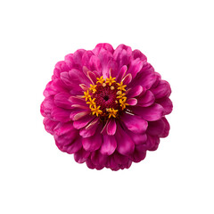 Fuchsia pink zinnia flower isolated on a transparent background, in a PNG format