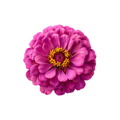 Fuchsia pink zinnia flower isolated on a transparent background, in a PNG format