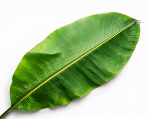 Close-up of a single, fresh green leaf, isolated on a white background, showcasing its natural texture and vibrant botanical life