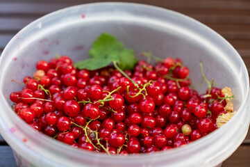 Freshly picked ripe and juicy redcurrants in container—evoking food prep, antioxidant benefits, and plant-based lifestyle.