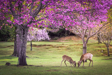 View of deer graze peacefully under the vibrant canopy of pink and white flowering trees, painting a serene scene, Nara, Nara, Japan.