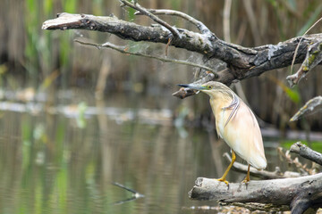 Rallenreiher im Donaudelta