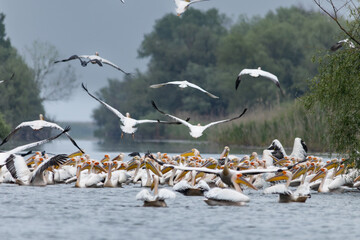 Pelikane auf dem Wasser, teilweise im Flug