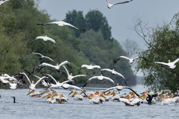Pelikane und Kormorane im Donaudelta