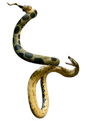 Fototapeta premium 3D Rendering Green Anaconda on White