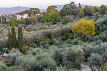 Picturesque view of olive trees, cypress trees and Tuscan villas on the hills of Florence, Italy....
