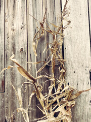 Dried corn stalks against a weathered wooden barn wall