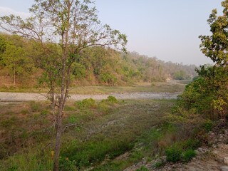 Jungle view