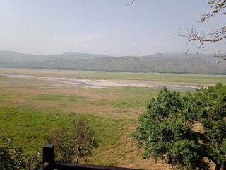Jungle view
