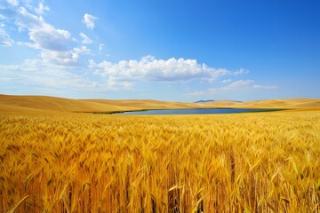 Obraz premium wheat field and blue sky