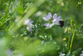 Biene bei blühenden Sommerblumen