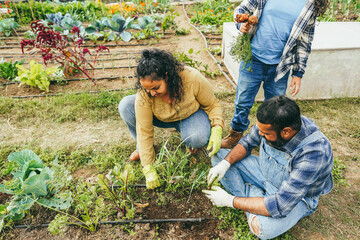 Indian family picking up organic vegetables from house garden outdoor - Vegetarian, healthy food...