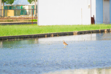 Spotbill duck searching for food near a rice field