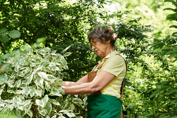 Nurturing the beauty of nature, a senior woman tending to her garden in full bloom