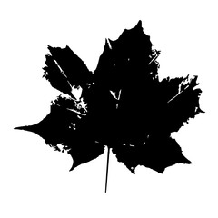 Leaf ink stamp. Black maple leaf imprint. Herbarium print isolated on white. Vector template for your creative designs.