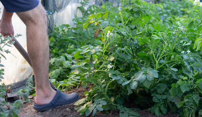Fresh Harvest of Potatoes from Garden