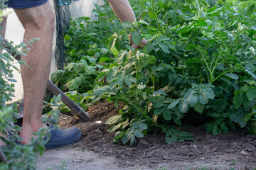 Fresh Harvest of Potatoes from Garden