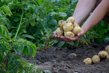 Fresh Harvest of Potatoes from Garden