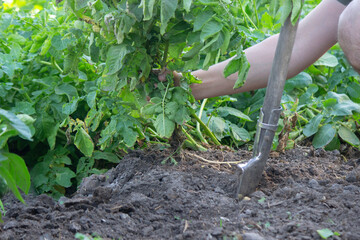Fresh Harvest of Potatoes from Garden