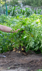 Fresh Harvest of Potatoes from Garden
