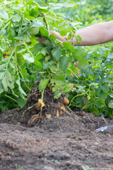 Fresh Harvest of Potatoes from Garden