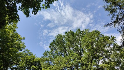 trees in the sky