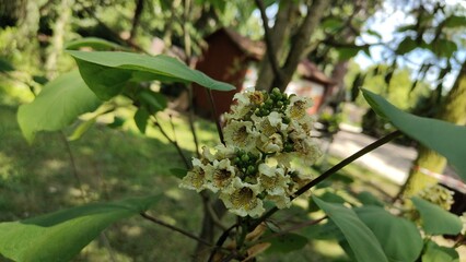 green and yellow flower