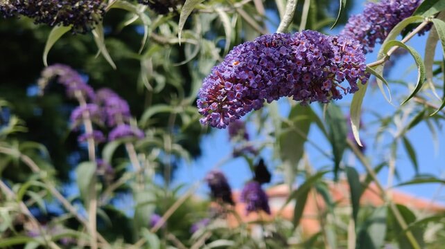 purple flowers in the garden