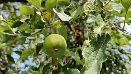 apple on tree
