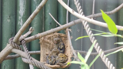 in the photo there are miniature monkeys