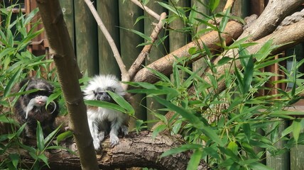lemur on tree