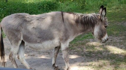 Fototapeta premium donkey in the field
