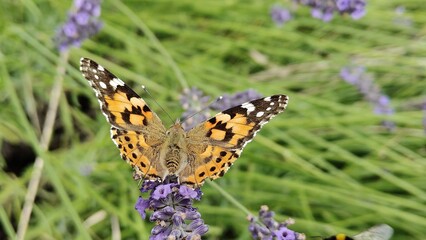 in the photo is a butterfly of the sun thistle