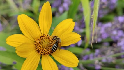 in the photo a bee collects nectar from a yellow flower